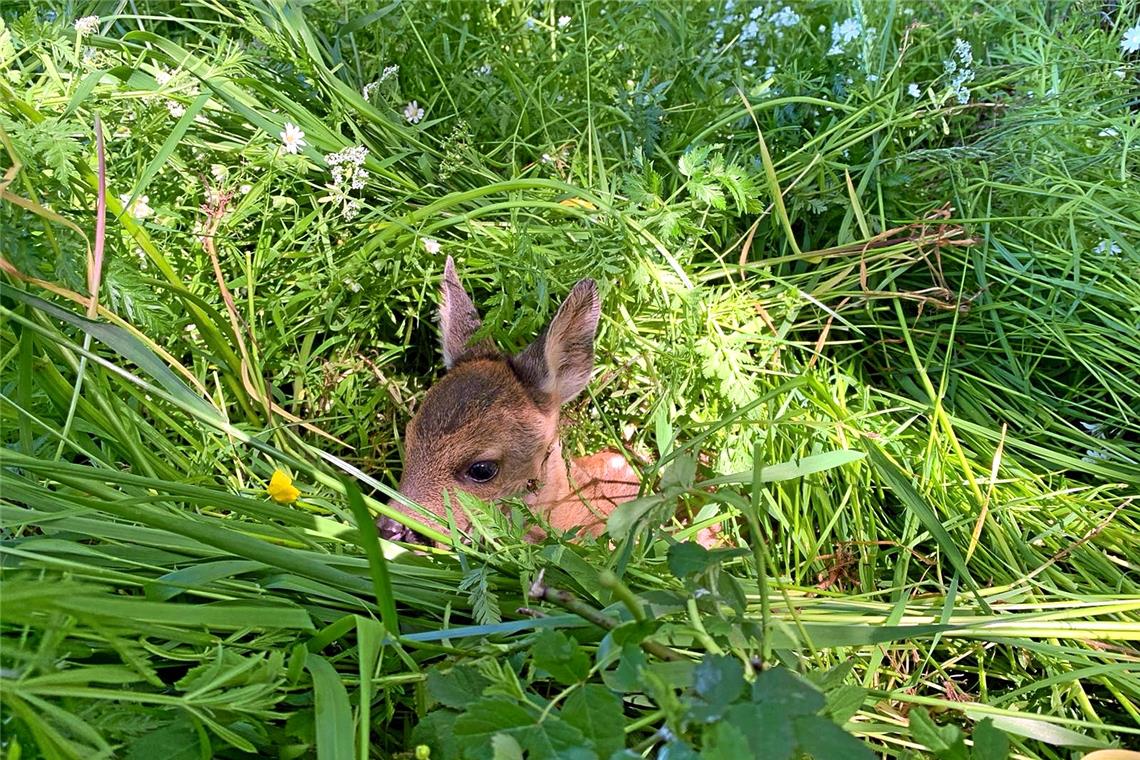 Rehkitze verhalten sich im Gras vollkommen ruhig, sind kaum zu sehen und geraten so schnell unter ein Mähwerk. Foto: Flugmodus e.V.