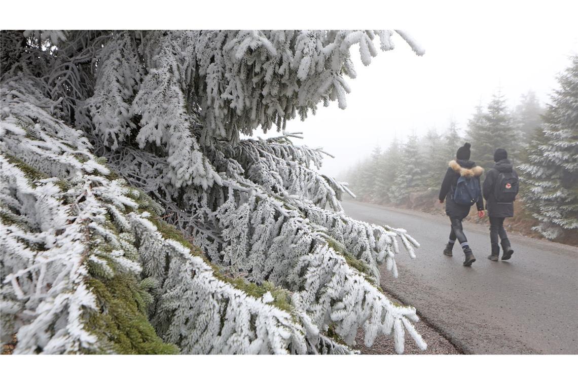 Reifbedeckt sind die Zweige einer Fichte auf dem Brocken.