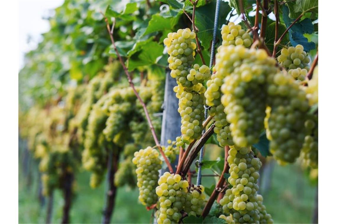 Weintrinker können sich auf guten badischen Jahrgang freuen