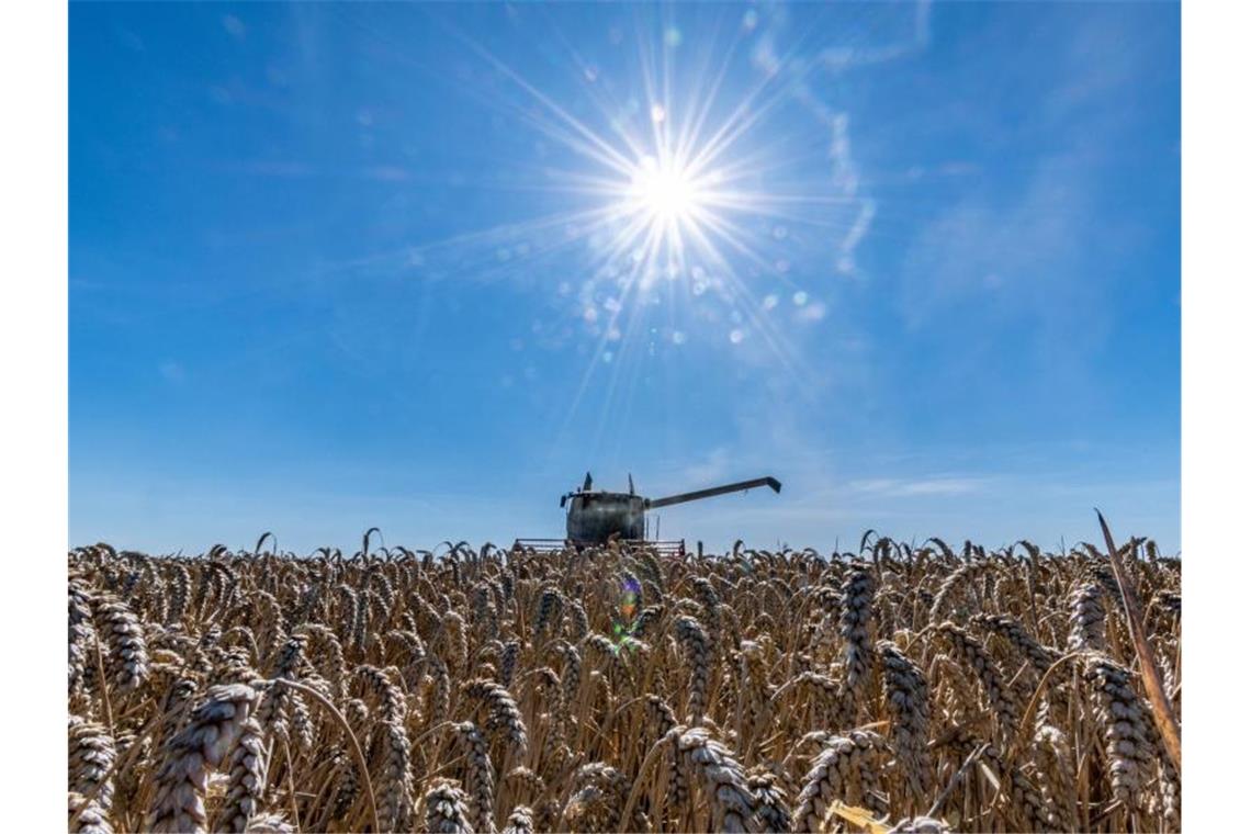 Reifer Weizen wird auf einem Feld mit einem Mähdrescher abgeerntet. Foto: Armin Weigel/Archiv