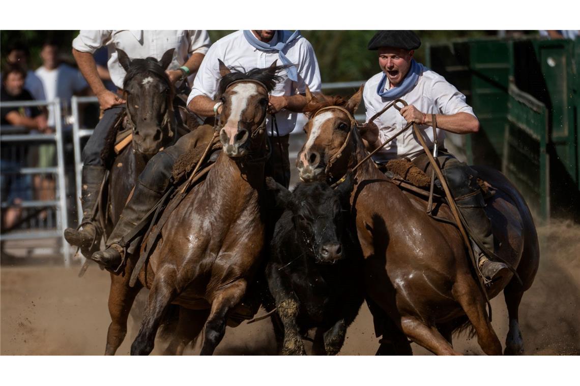 Bilder des Tages Reiter fangen ein Rind während eines Wettbewerbs bei der Reitveranstaltung "Nuestros Ceballos" auf dem Messegelände La Rural in Buenos Aires ab.