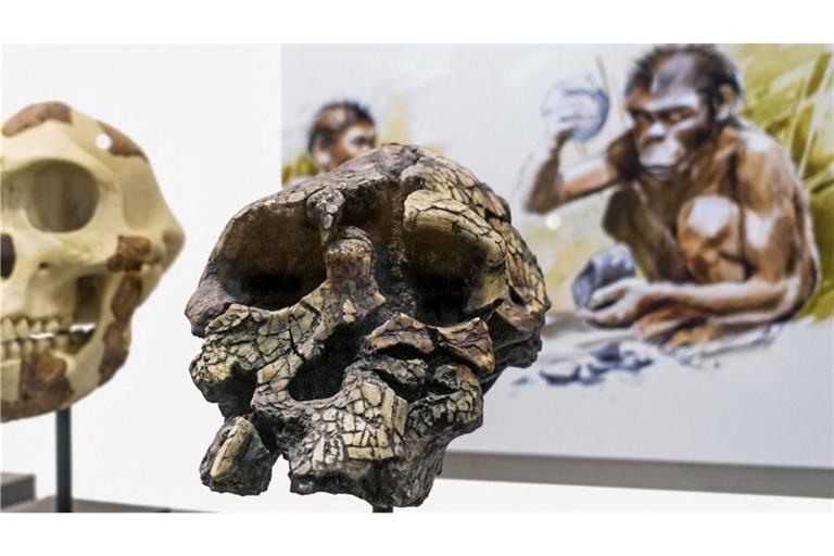 Rekonstruktion des Schädels eines Sahelanthropus tchadensis.