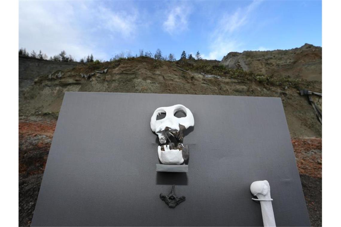 „Udo“ im Museum: Uni zeigt Funde zum Menschenaffen Repliken von Fossilien des Menschenaffens "Udo" sind in einer Ton- und Lehmgrube ausgestellt. Foto: Karl-Josef Hildenbrand/dpa/Archivbild