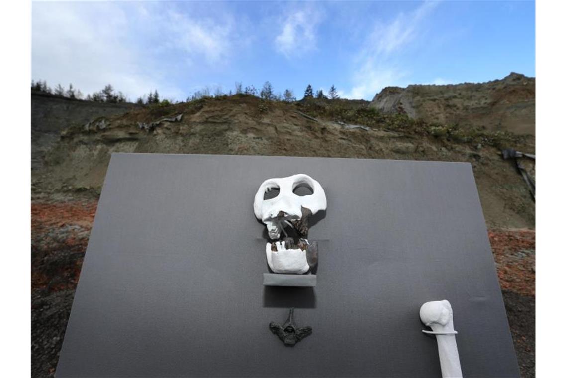 Ausstellung zu Urmensch „Udo“ öffnet Repliken von Knochen und einem Schädel sind in einer Tongrube ausgestellt. Foto: Karl-Josef Hildenbrand/dpa/Archivbild