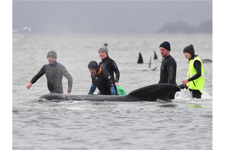 Retter versuchen, die Grindwale zurück ins tiefere Wasser zu lenken. Für viele Tiere kommt jedoch jede Hilfe zu spät. Foto: Brodie Weeding/THE ADVOCATE/AP/dpa