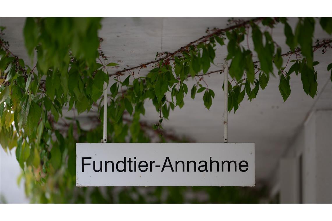 Kleine Notfelle - warum Straßenkatzen so leiden Rettung für ausgesetzte Katzen: die "Fundtier-Annahme" im Tierheim Berlin. (Archivbild)