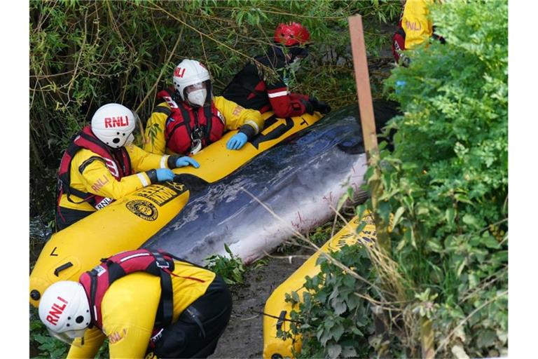Rettungskräfte bemühen sich an einer Schleuse in der Themse um den jungen Minkwal. Foto: Yui Mok/PA Wire/dpa
