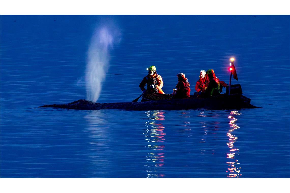 Rettungskräfte versuchen am Abend einen an der Ostseeküste am Timmendorfer Strand gestrandeten Wal wieder in tiefes Wasser zubringen.