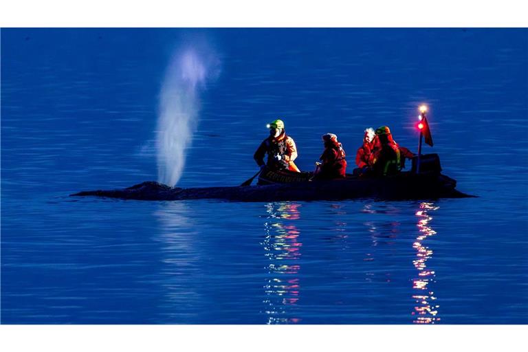 Rettungskräfte versuchen am Abend einen an der Ostseeküste am Timmendorfer Strand gestrandeten Wal wieder in tiefes Wasser zubringen.
