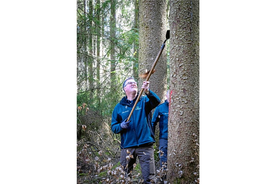 Gemeinsam auf der Suche nach Borkenskäfern Revierförster Andreas Schlär entfernt die Rinde eines Baums, um zu prüfen, ob darin Borkenkäfer überwintern.