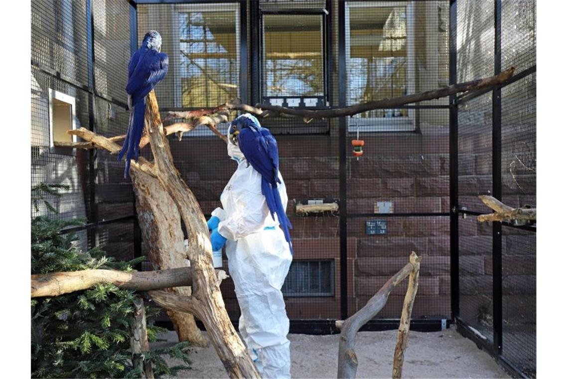 Karlsruher Zoo will bei Vogelgrippe Vorbild werden Revierleiter Michael Heneka säubert das Gehege der Hyazinth-Aras. Foto: Timo Deible/Zoo Karlsruhe/dpa/Archivbild