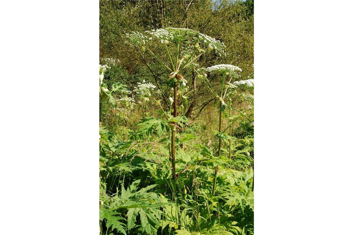 Gift im Garten: Bei diesen beliebten Pflanzen ist Vorsicht angesagt Riesen-Bärenklau (Heracleum mantegazzianum): Diese auch Bärenkralle, Herkulesstaude oder Herkuleskraut genannte Staude enthält sogenannte Furocumarine – ein spezieller Abwehrstoff bei Pflanzen. Bei Bestrahlung durch Sonnenlicht, auch um mehrere Stunden oder Tage verzögert, können sie nach Hautkontakt phototoxische Reaktionen hervorrufen. Dabei handelt es sich um vergiftende Wirkungen auslöst, meist auf der Hautoberfläche. Bei empfindlichen Menschen genügt bereits ein einfacher Kontakt mit der Oberfläche der Blätter.