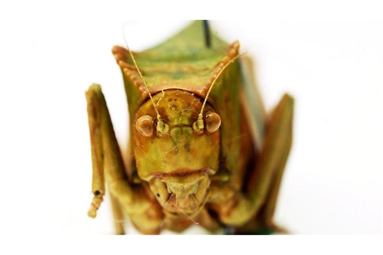 Riesenblattschrecken zählen zu den größten Insekten der Welt.