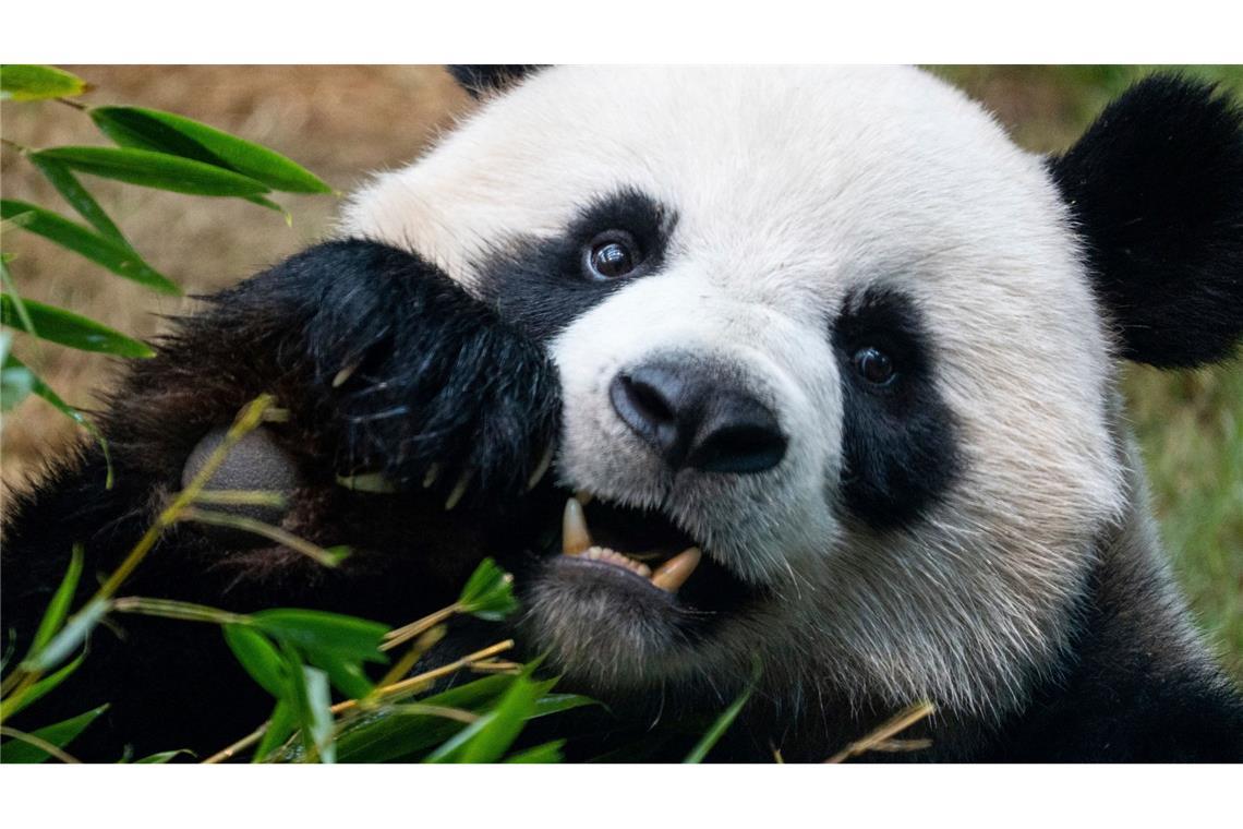 Riesenpandas locken in Zoos viele Besucher an, auch weil sie als besonders niedlich gelten. (Archivbild)