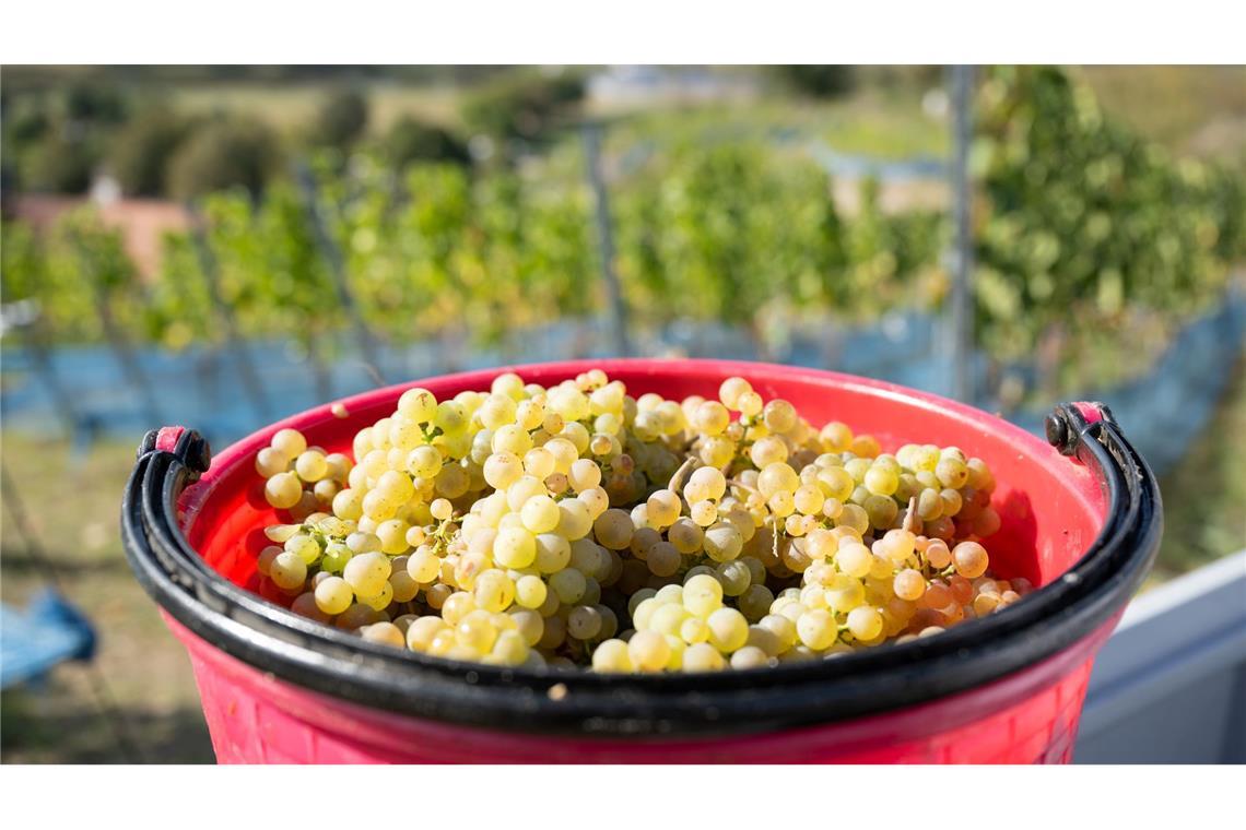 Rieslingtrauben bei der Weinlese 2025. (Archivbild)