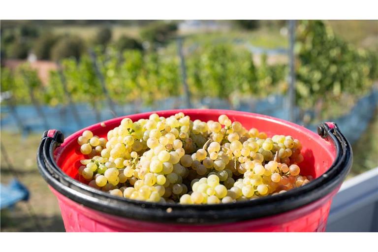 Rieslingtrauben bei der Weinlese 2025. (Archivbild)