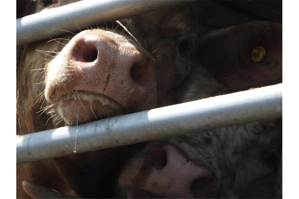 Rinder in einem Tiertransporter. Foto: Animal Welfare Foundation/dpa
