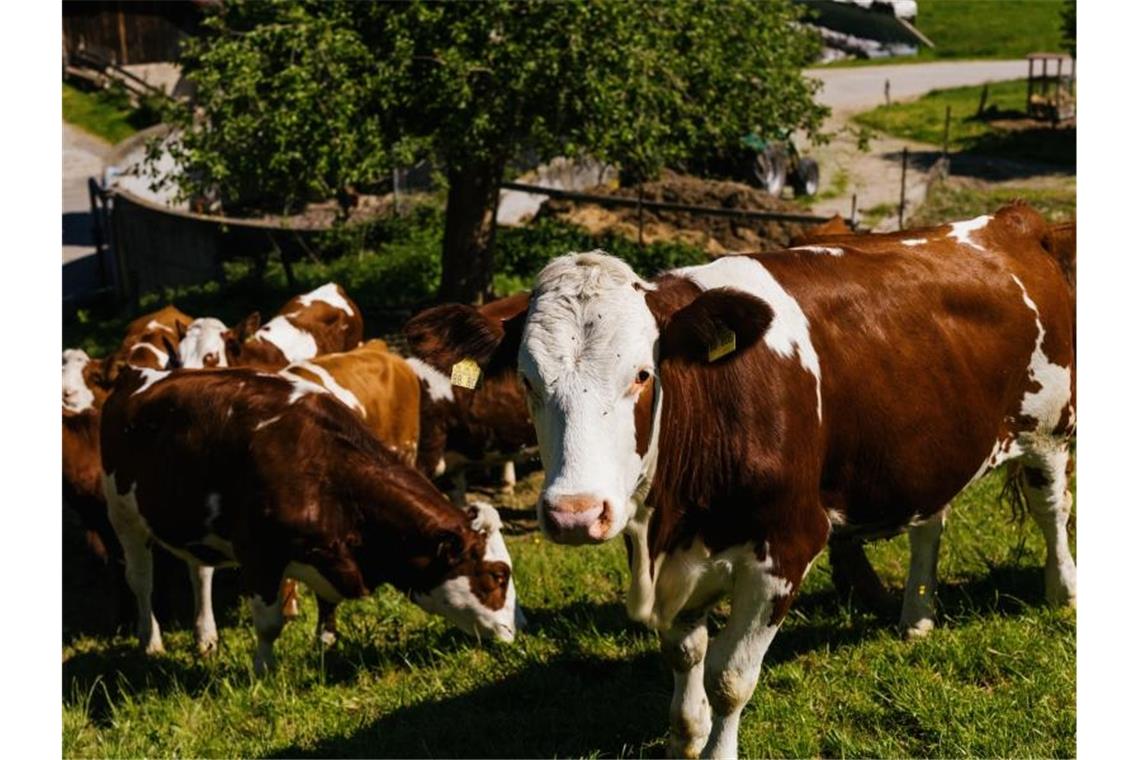 Deutlich weniger Anbindehaltung bei Rindern im Südwesten Rinder stehen auf einer Weide. Foto: Philipp von Ditfurth/dpa/Symbolbild