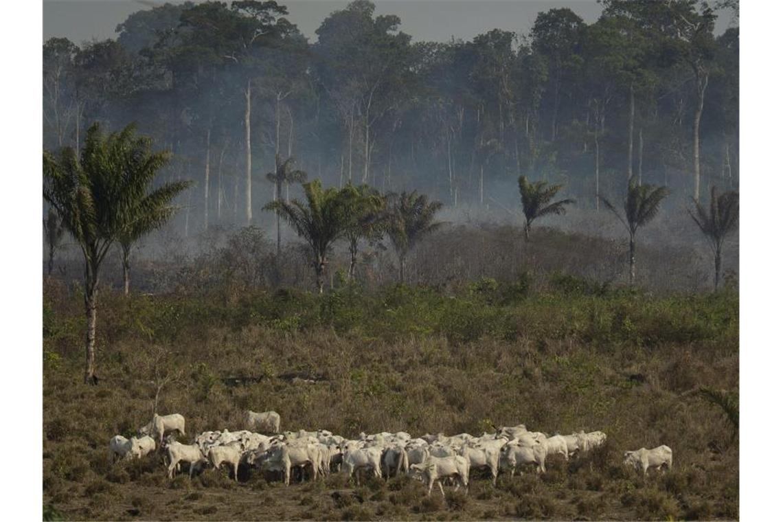 Rinder stehen in der Region Alvorada am Waldrand, aus dem Rauch aufsteigt. Foto: Leo Correa/AP