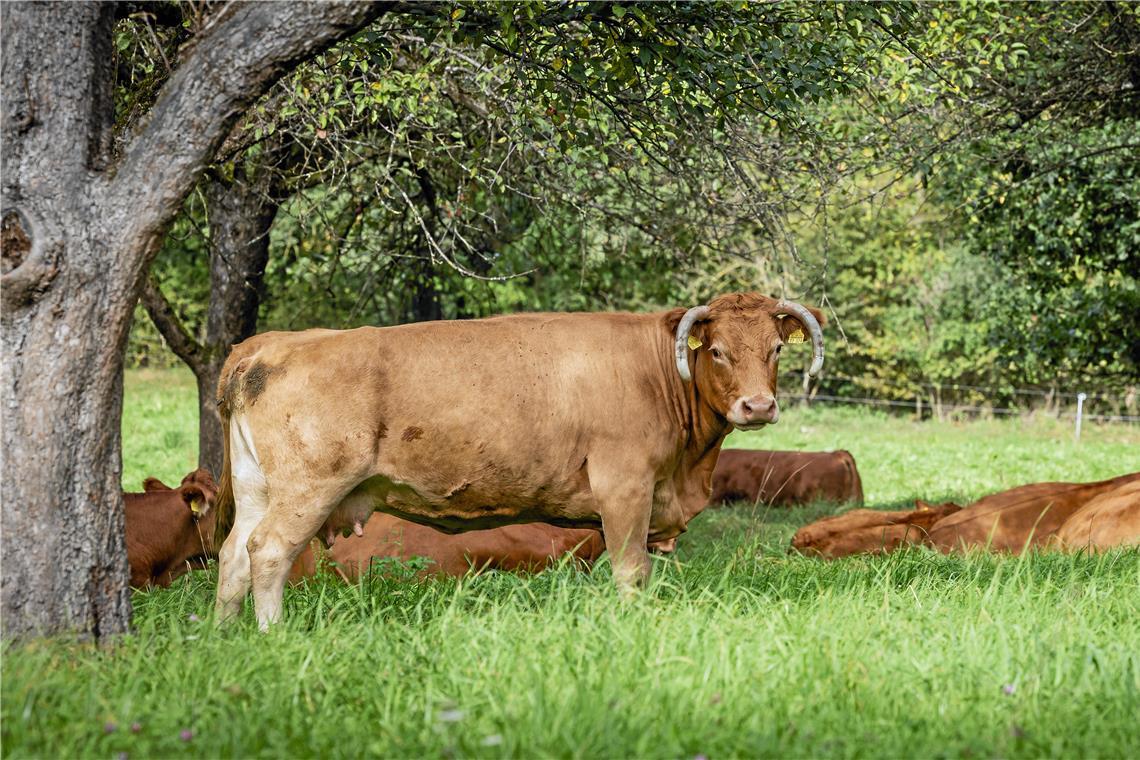Freilaufende Rinder an der B328 bei Aspach Rinder wurden an der Bundesstraße gemeldet. Symbolfoto: Alexander Becher