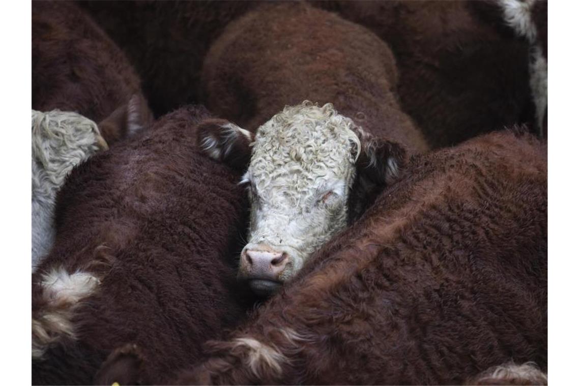 Argentiniens Bauern dürfen wieder Rindfleisch exportieren