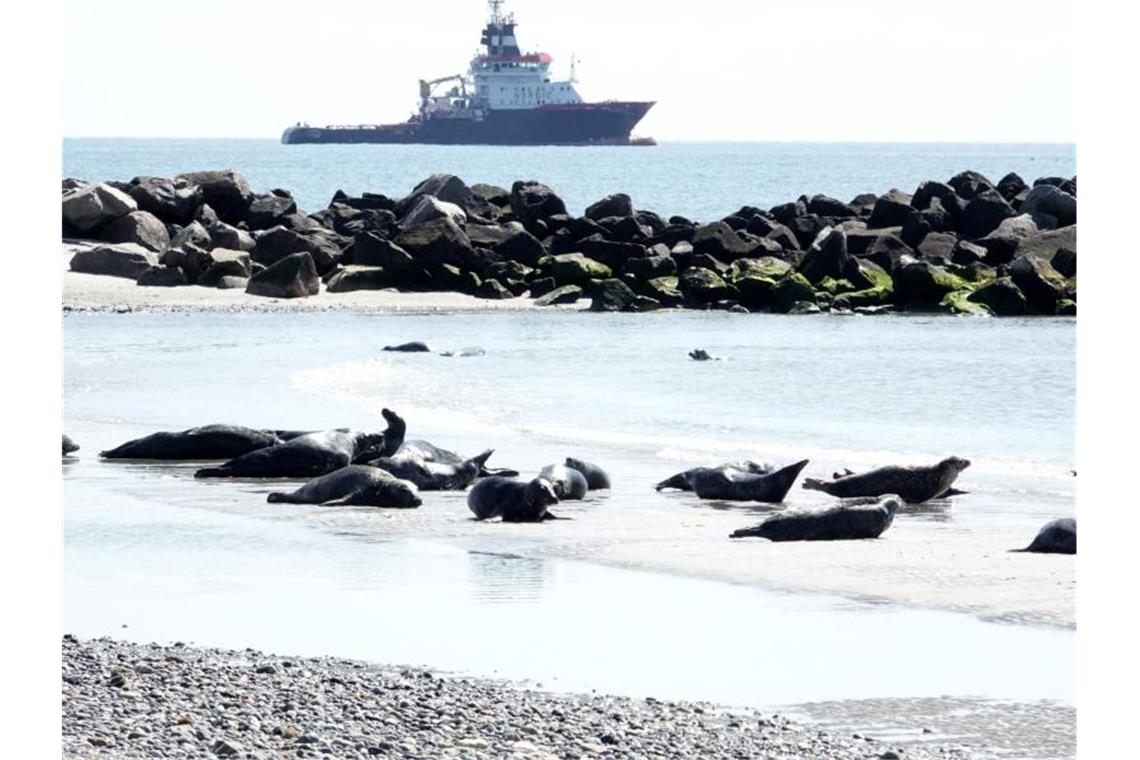 Auf Helgoland kommen sich Robben und Menschen nah