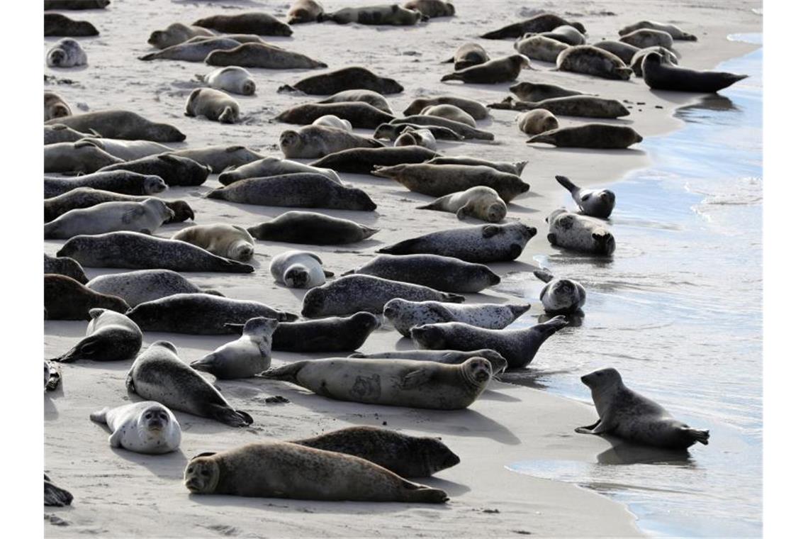 Robben und Seehunde liegen am Südstrand auf der Düne vor der Insel Helgoland in der Sonne. Foto: Christian Charisius/dpa