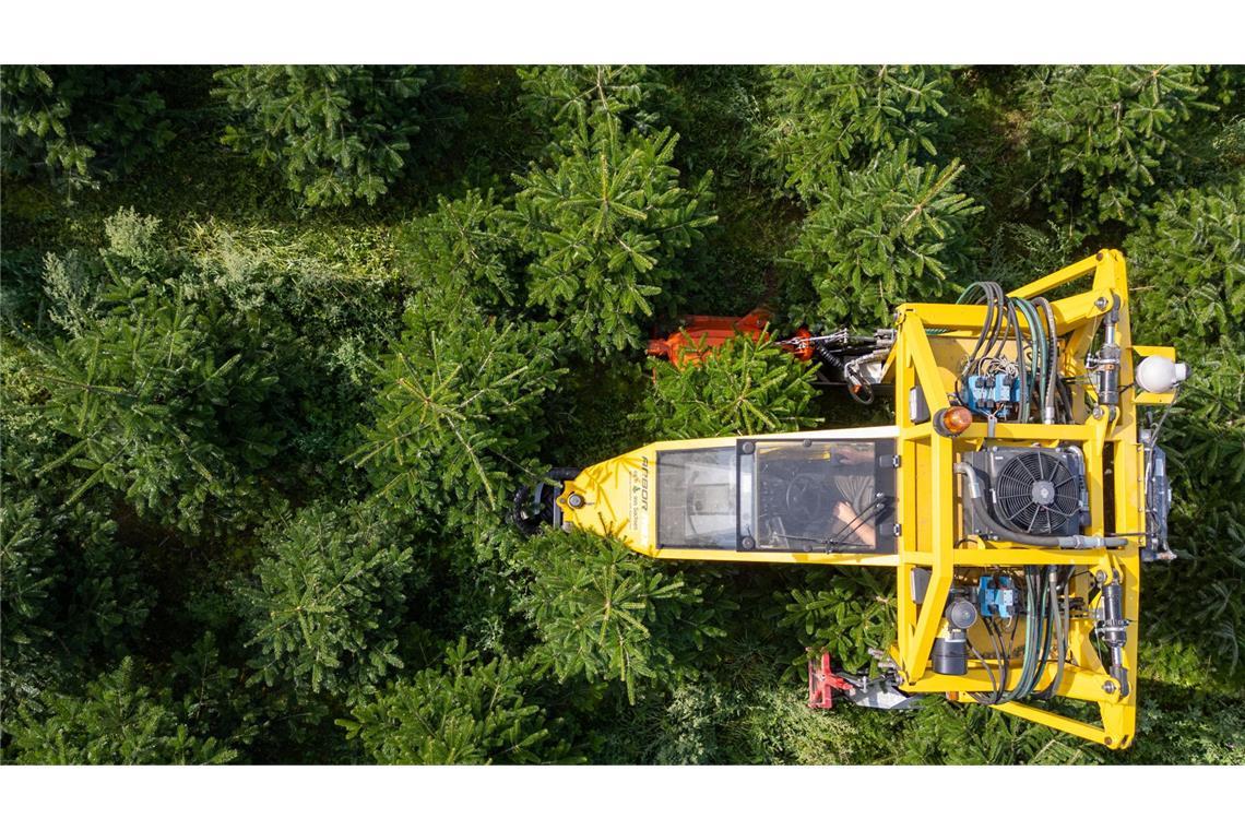 Robert Kleinstäuber vom Weihnachtsbaumhandel „een Baum aus Sachsen“ fährt mit seinem Baumschultraktor „Arbor-Rex“ durch eine Plantage mit Nordmanntannen um das Unkraut zwischen den Bäumen zu beseitigen.