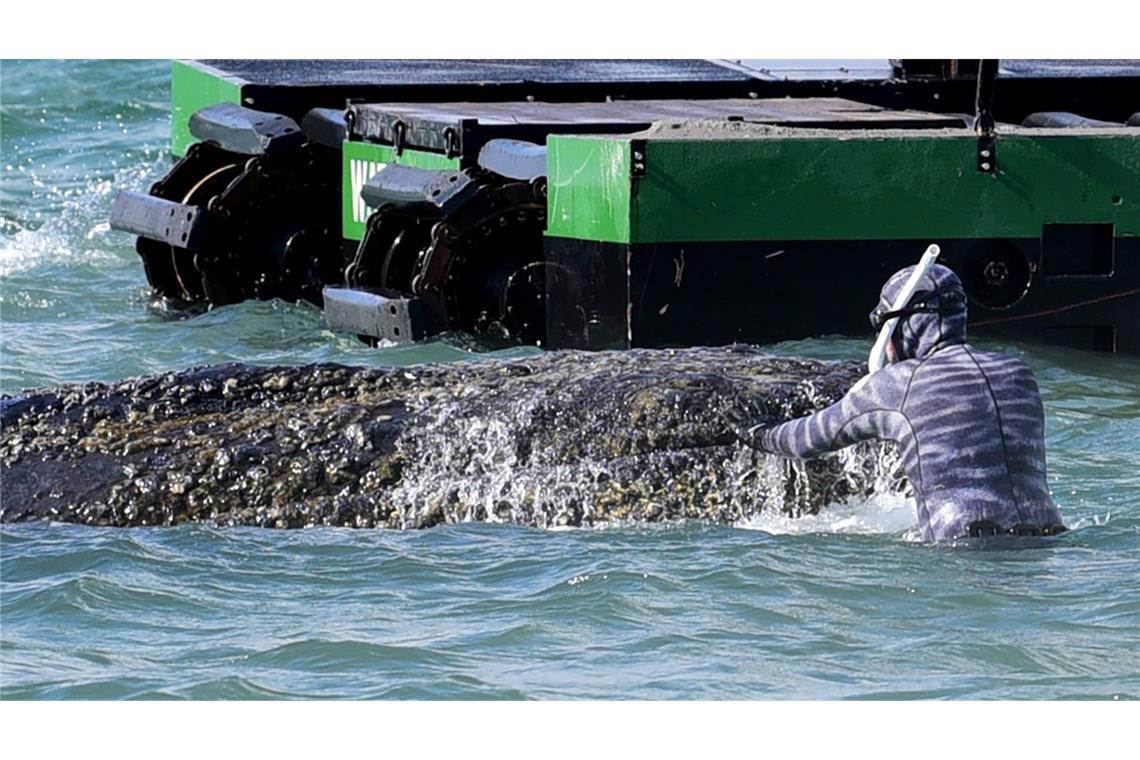 Robert Marc Lehmann, Meeresbiologe, arbeitet an dem gestrandeten Wal.