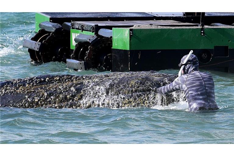 Robert Marc Lehmann, Meeresbiologe, arbeitet an dem gestrandeten Wal.