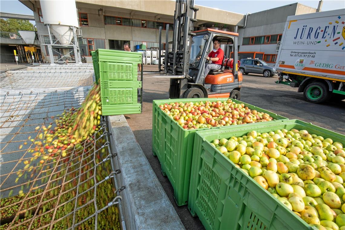 Trotz Widrigkeiten gute Qualität Rohstoff für Apfelsaft: Die Obstanlieferung bei der Aspacher Firma Streker ist seit 24. August in vollem Gange und wird wohl bis in den November hinein andauern. Foto: A. Becher