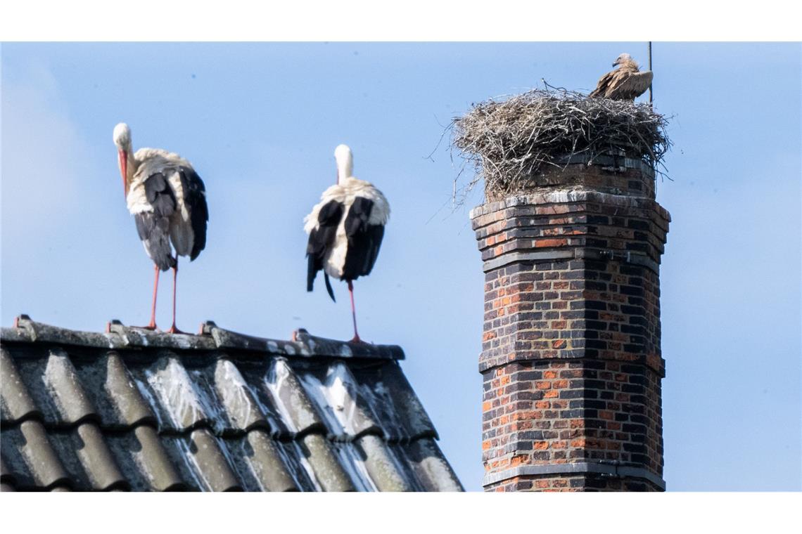 Rollenwechsel auf dem Dach – während die Störche draußen stehen, sitzt ein Gänsegeier im Nest
