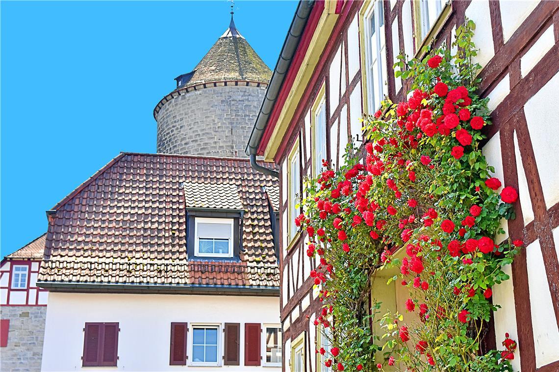 Rosen schmücken das Fachwerk bei der Burg Reichenberg in Oppenweiler. Foto: Tobias Sellmaier