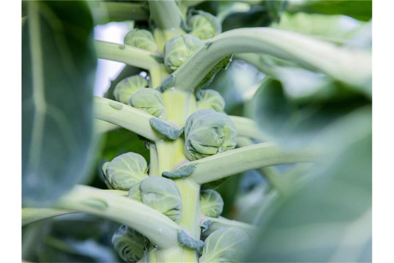 Rosenkohl in Bioqualität wird auf einem Acker angebaut. 2021 wurde eine überdurchschnittliche Gemüseernte eingefahren - wegen günstiger Witterung. Foto: Rolf Vennenbernd/dpa