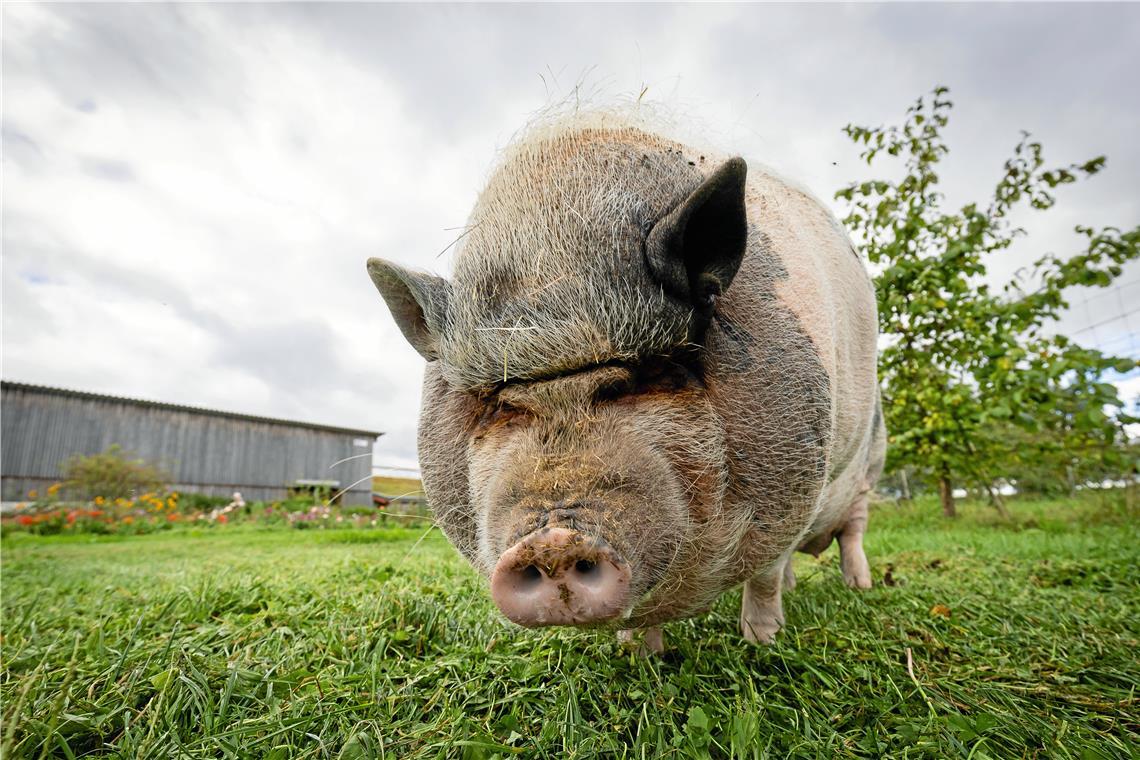 Rosi ist wegen ihres durchsetzungsstarken Wesens die Chefin im Schweinestall.