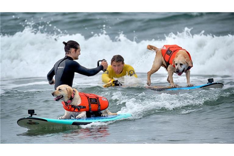 Rosie, ein zweieinhalb Jahre alter Labrador aus Santa Cruz, Kalifornien, startet auf einer Welle vor Charlie, einem zehn Jahre alten Labrador aus San Diego, bei der 28. Auflage der "Purina Pro Plan Incredible Dog Challenge" in Huntington Beach, Kalifornien.