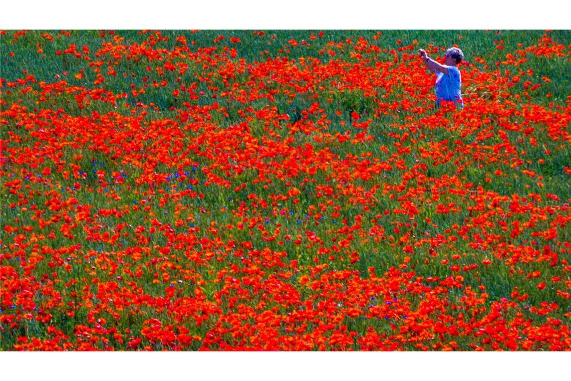 Bilder des Tages Rote Blütenpracht: Eine Frau fotografiert blühenden Mohn auf einem Feld in Mecklenburg-Vorpommern.