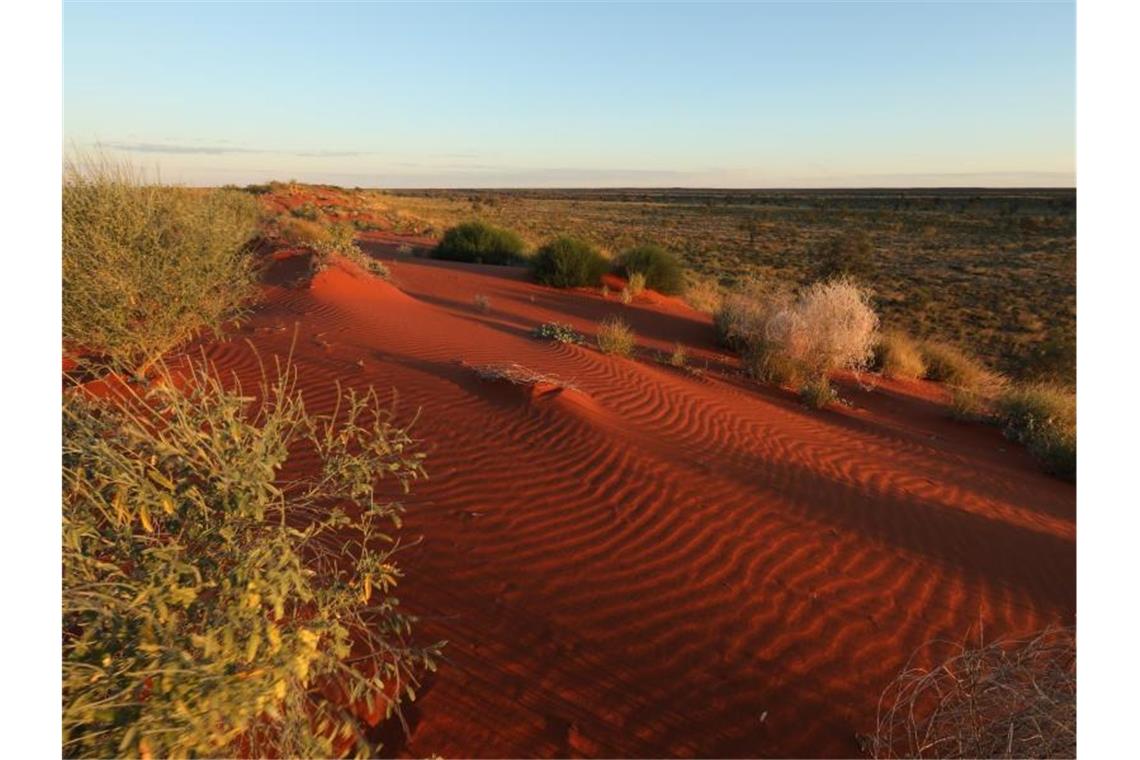 Drohnen und Spinifex: Wie Australien die Klimakrise bekämpft Rote Sanddünen mit Spinifex-Gräsern bei Sonnenuntergang im Pilungah-Reservat in Queensland. Umweltschützer versuchen, verbrannte und zerstörte Landschaften wieder grün zu machen - auch mit Hilfe von Drohnen. Foto: Tara Harold/Bush Heritage Australia/dpa