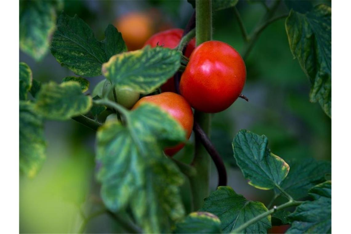 Rote Tomaten wachsen in einem Garten. Foto: Arno Burgi/dpa-Zentralbild/dpa/Symbolbild