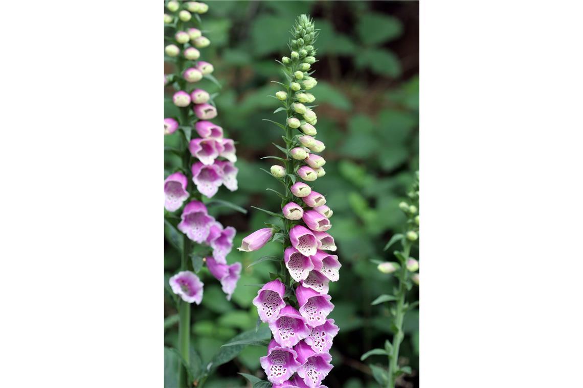 Gift im Garten: Bei diesen beliebten Pflanzen ist Vorsicht angesagt Roter Fingerhut (Digitalis purpurea): Der Rote Fingerhut ist in der Volksmedizin schon lange als Mittel gegen Herzinsuffizienz (Herzschwäche) bekannt und wird seit dem späten 18. Jahrhundert medizinisch verwendet. Alle Pflanzenteile sind hochgiftig. Bereits der Verzehr von zwei bis drei Fingerhutblättern kann tödlich enden. Die ersten Anzeichen einer Vergiftung sind Übelkeit, Erbrechen, Ohrensausen, Schwindelanfälle und ein Sinken der Pulsfrequenz.
