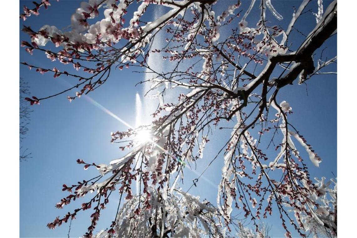 Rückkehrender Frost beunruhigt die Obstbauern am Bodensee. Foto: Daniel Karmann/dpa/Symbolbild