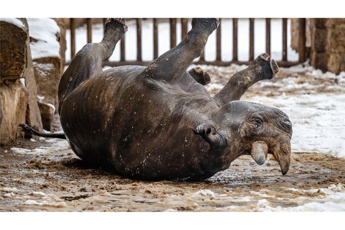 Rumkugeln - Nashorn im Schnee