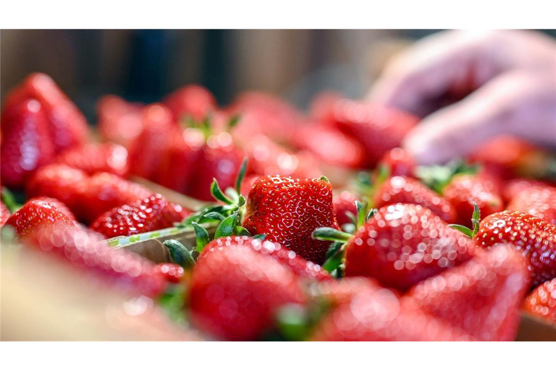 Werden Erdbeeren jetzt wieder teurer? Rund 100.000 Tonnen Erdbeeren werden jedes Jahr in Deutschland geerntet.