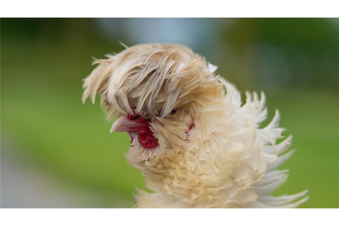 Es war einmal das Huhn - Wissenswertes um Ei und Gackertier Rund 1.600 Hühnerrassen gibt es weltweit. (Archivbild)