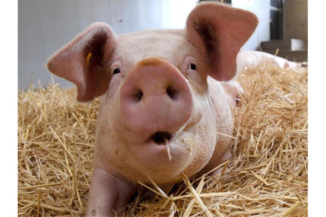 Aktionen gegen Schweinefleisch-Krise - ohne Preiskämpfe Rund 260.000 Tonnen Schweinefleisch sollen in Deutschland aktuell auf Lager sein. Foto: Marijan Murat/dpa