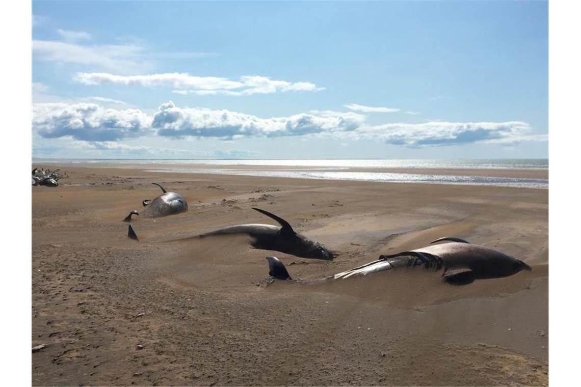 Rund 50 tote Grindwale liegen an einem abgelegenen Strand. Die Säugetiere wurden von Touristen auf der Halbinsel Snæfellsnes nördlich von Reykjavik entdeckt. Foto: David Schwarzhans