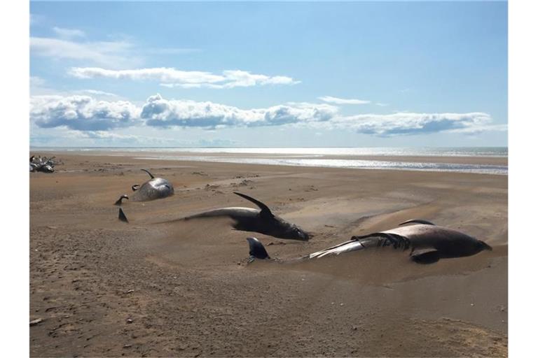 Rund 50 tote Grindwale liegen an einem abgelegenen Strand. Die Säugetiere wurden von Touristen auf der Halbinsel Snæfellsnes nördlich von Reykjavik entdeckt. Foto: David Schwarzhans