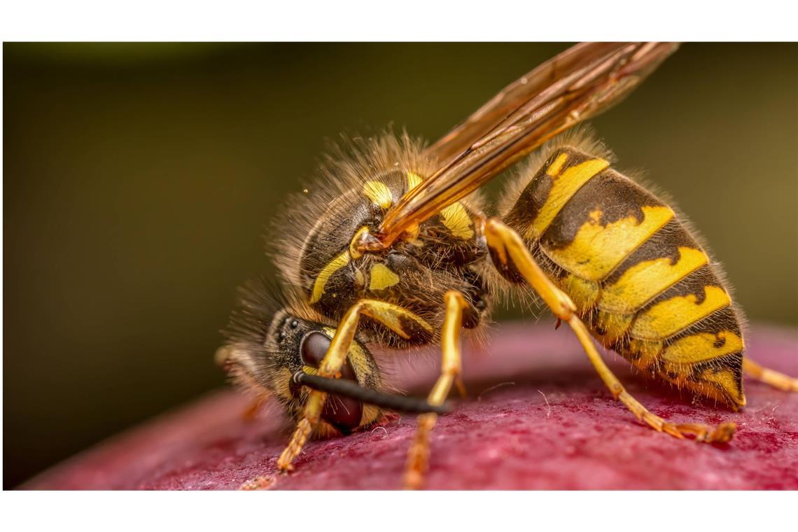 Was macht man bei Atemnot nach einem Wespenstich? Rund zwei bis drei Prozent der Bevölkerung in Deutschland haben eine echte Allergie auf Wespen- oder Bienengift.