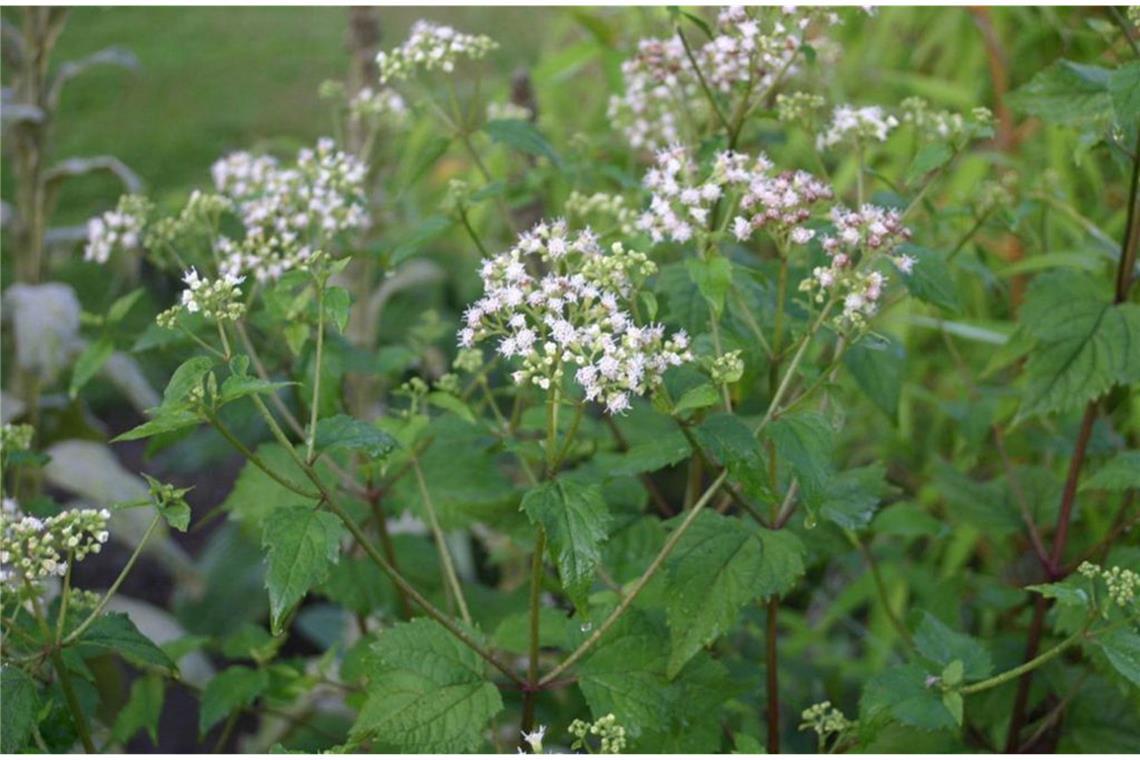 Gift im Garten: Bei diesen beliebten Pflanzen ist Vorsicht angesagt Runzeliger Wasserdost (Ageratina altissima): Vor allem in Amerika ist er verbreitet. Früher wurde er von unkundigen Siedlern als Viehfutter angebaut. Das in der Pflanze enthaltene Tremetol ging auf die Milch über. Tranken die Menschen die Milch (für Tiere ist das Gift ungefährlich), trat die berüchtigte „Milk-sickness“ oder Milchkrankheit auf: Appetitlosigkeit, Erbrechen, Verstopfung, Durst, Tremor, Delirium – bis zum Tod.