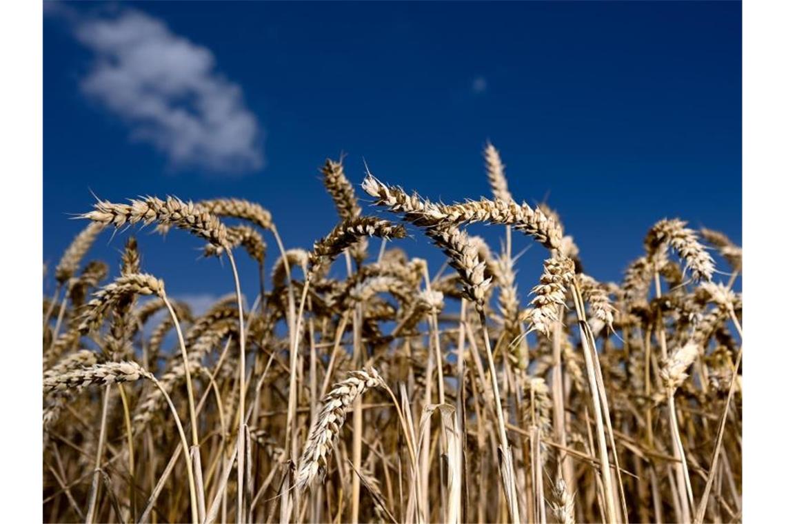 Russland beschränkt Getreideexporte Russland ist der größte Weizenexporteur der Welt. Auch die benachbarte Ukraine, gegen die Russland Krieg führt, ist ein wichtiger Produzent. Störungen der Getreideausfuhr beider Länder können nach Einschätzung von Experten zu massiven Preissteigerungen auf dem Weltagrarmarkt führen. Foto: Arne Dedert/dpa
